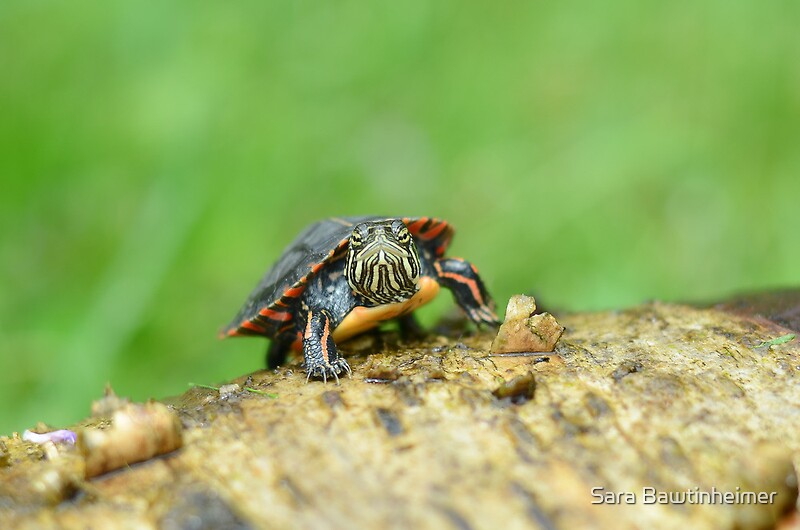 "Baby Painted Turtle" by Sara Bawtinheimer Redbubble