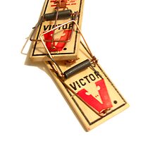 Mousetrap Dilemma by Keith Miller