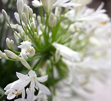 flower by GrAPE