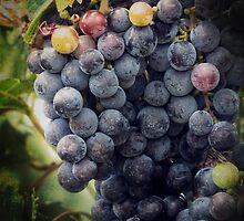 Ready for Harvest by Lucinda Walter