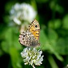 Spotted Wood Butterfly by Andrew Pounder