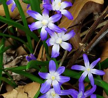 Glory of the Snow - Chionodoxa by SRowe Art