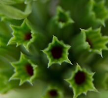 Green Pod by photojeanic