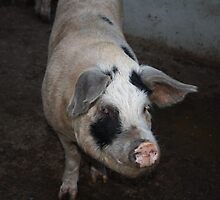 Piggy Greeting on the Farm by MyPixx