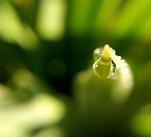 Dreams of Dew X by Kathleen Daley