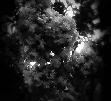Crape Myrtle Dark by Christopher Johnson