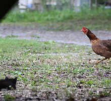 Kitten vs. Rooster by Michael Coots