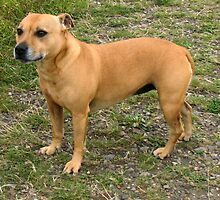 Brown Dog by the River by BlueMoonRose