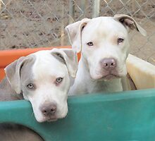 Did You Say Pretty Girls? by Ginny York