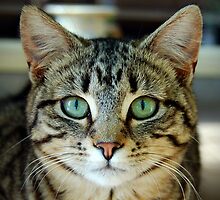 Little Kitty by MargaretMyers