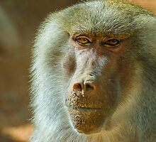 Baboon by Photopa