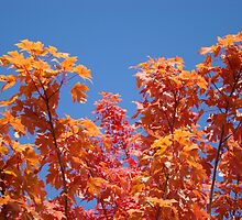 Blue Sky Sunny Red Orange Autumn Leaves art prints by BasleeArtPrints