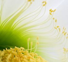 Big White Cactus Flower Macro Abstract 2 by photojeanic
