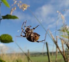 The Webmaster At Work by Barrie Woodward
