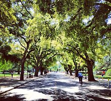 Spring at UC Davis by omhafez