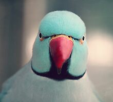 Angry Bird by Tangerine-Tane