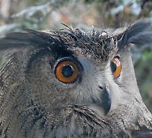 ALERT by Marilyn Grimble