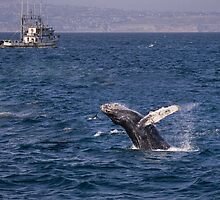 Humpback whale breaching by Celeste Mookherjee