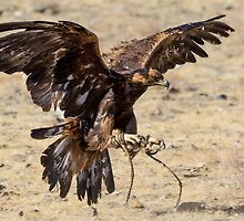 Golden Eagle Swooping In by raredevice