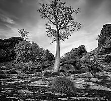Boab on a Hill by Mieke Boynton