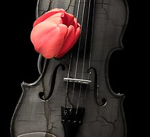 Music Lover by Edward Fielding