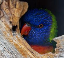Bashful Lorikeet by rukuu