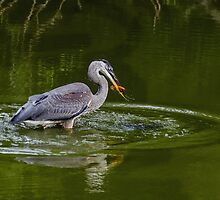 Fishing Success for a Great Blue Heron by Gerda Grice