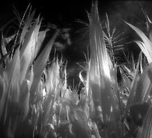Corn leaves and plants on infrared film rural black and white fine art photography - Verso Casa by visionitaliane