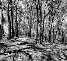 Danes Way - Mt Irvine Blue Mountains by Ian English