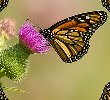 Monarch With Wing Border by Thomas Young