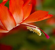 Ephemeral Bloom by Lynn Gedeon