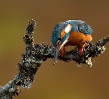 Ready to Dive by dgwildlife