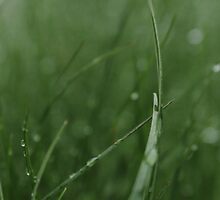 Blades of Grass by Katherine Bogle