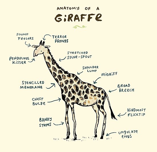 "Anatomy of a Giraffe" by Sophie Corrigan | Redbubble