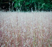 Luminescent Grass by Elizabeth Thomas