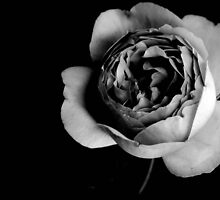 Beauty Always Comes with Dark Thoughts by Georgia Elborne