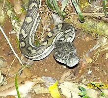 Carpet Snake by MardiGCalero
