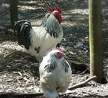 Donegan's Farm - Gordon, Vic. by EdsMum