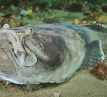 Unearthed Pleasure. by James Peake Nature Photography.