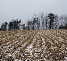 Snowy Winter Cornfields by Georgia Mizuleva
