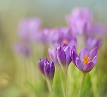 Crocuses.... waking up! by Bob Daalder
