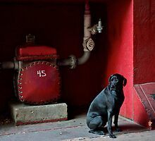 Black Dog by Jeffrey Sinnock