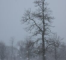 Whispering Snowflakes by Georgia Mizuleva