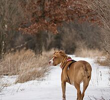 Shelby On The Trail by Thomas Young