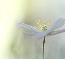 Irresistible Wood Anemone.... by Bob Daalder
