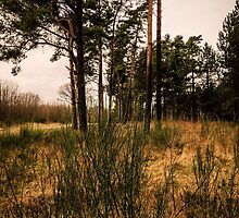 Forest by JEZ22