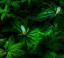 It's All About Spring by Charles & Patricia Harkins ~ Picture Oregon