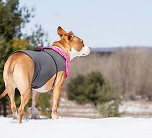 Shelby On Top Of The World by Thomas Young