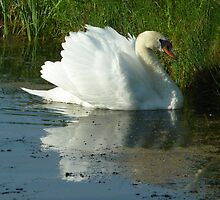 Mute Swan Busking by Meladana