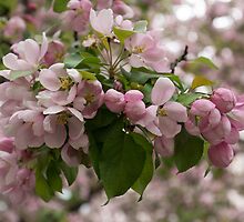 Blossoms and Buds - Springtime Apple Tree by Georgia Mizuleva